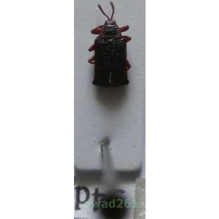 Hispinae sp. Gyllenhal, 1813 Philippines34d